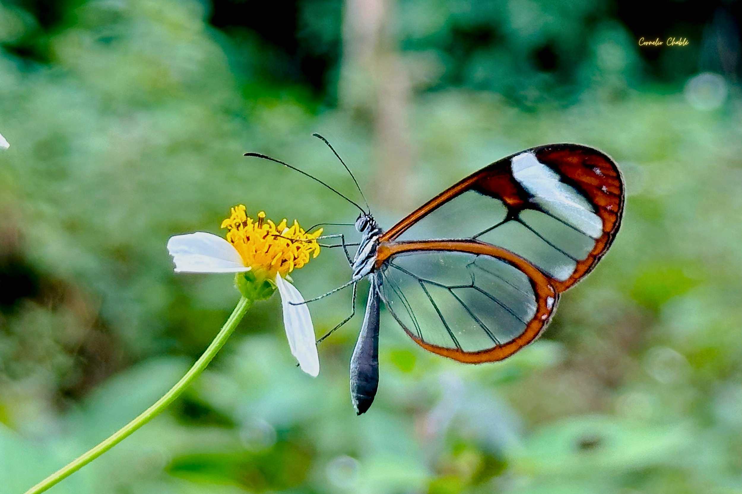 Aventura Familiar: ¡Conéctate y Explora la Naturaleza en Acción!